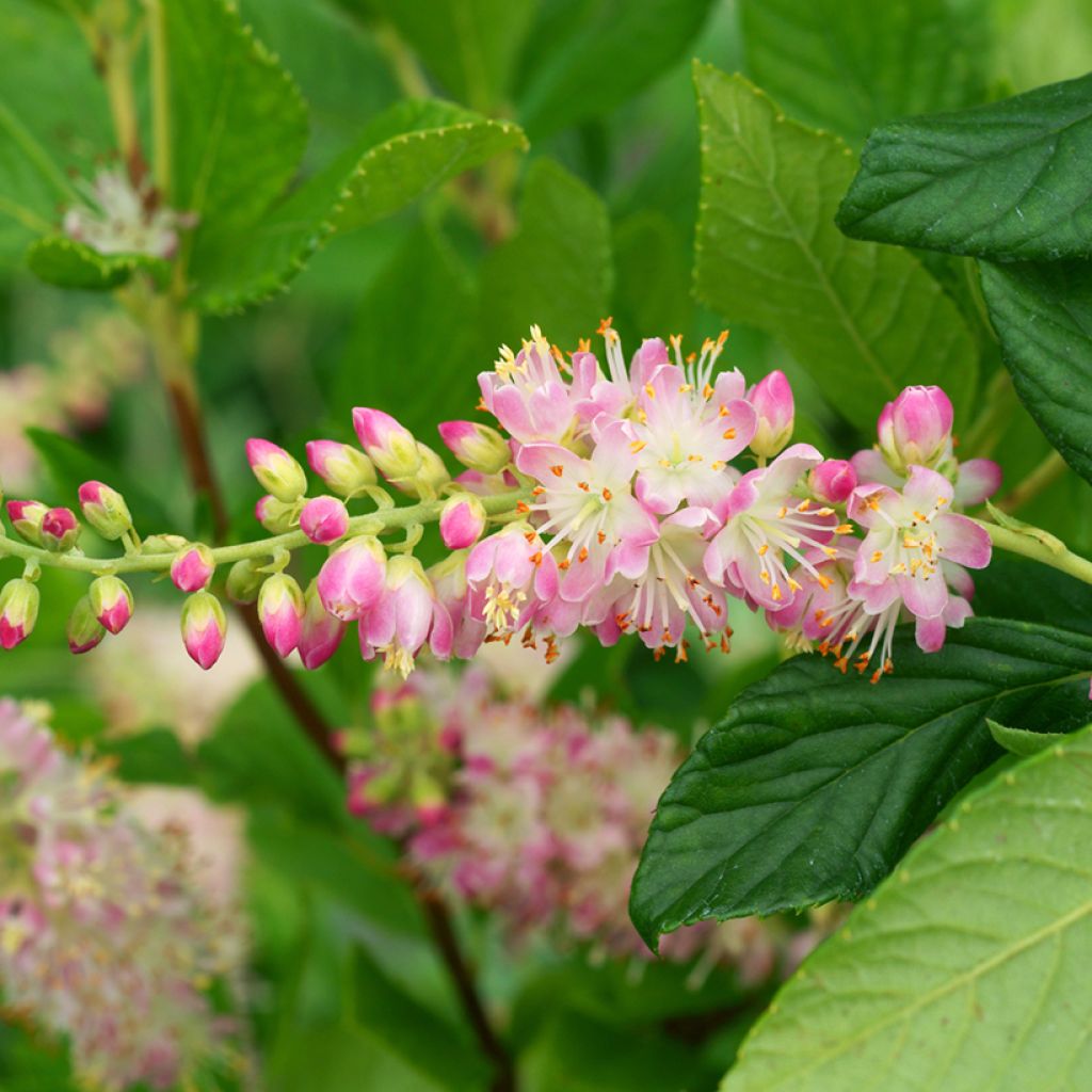 Clethra alnifolia Pink Spire - Sweet pepperbush