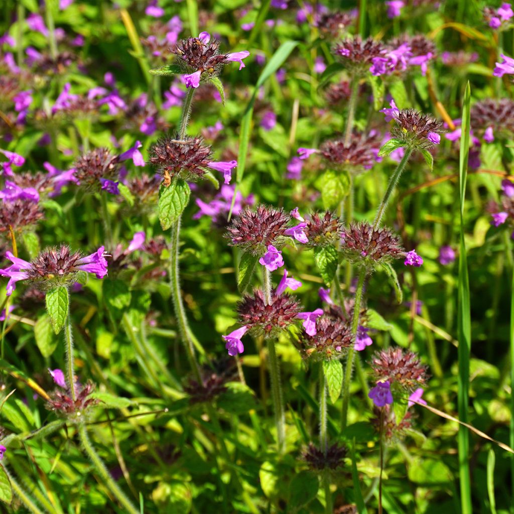 Clinopodium vulgare