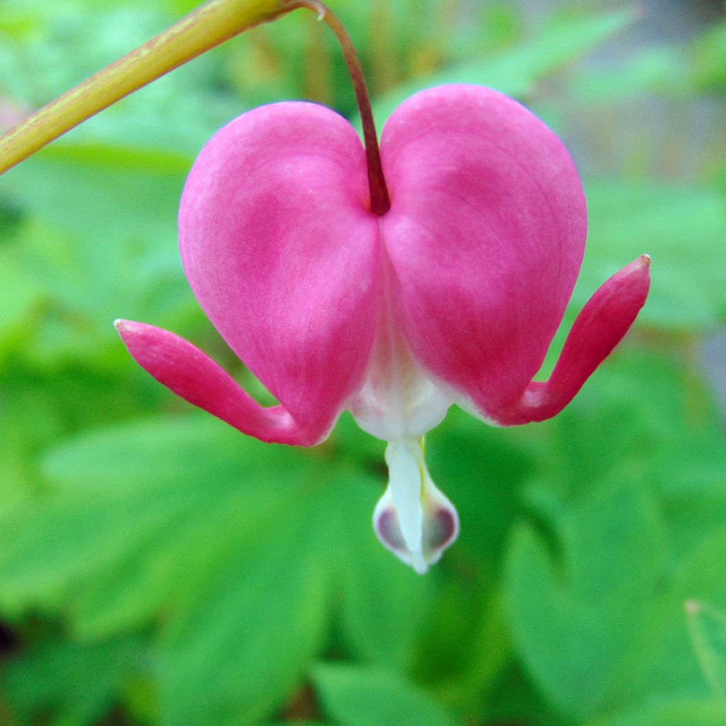 Dicentra spectabilis - Bleeding Heart