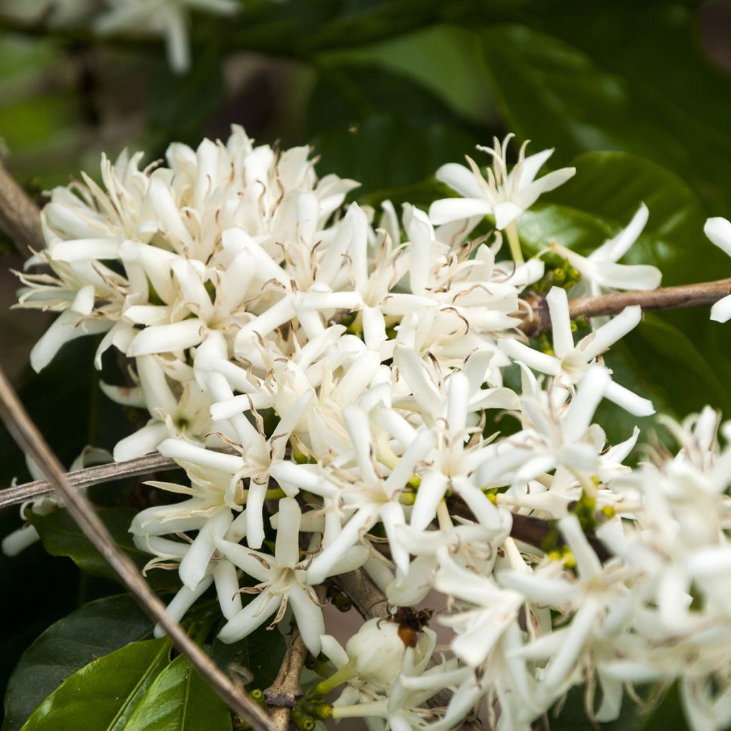 Coffea arabica 