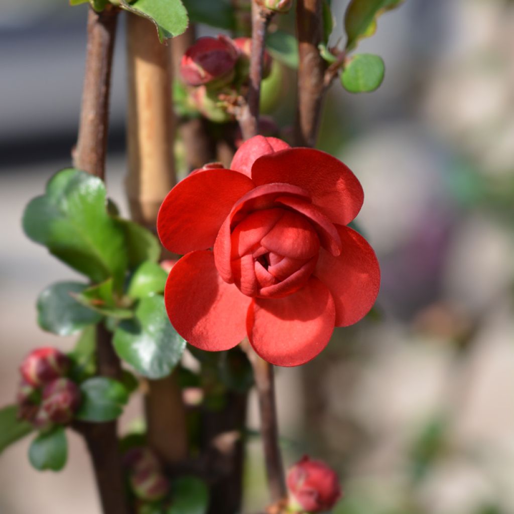 Chaenomeles speciosa Scarlet Storm - Flowering Quince