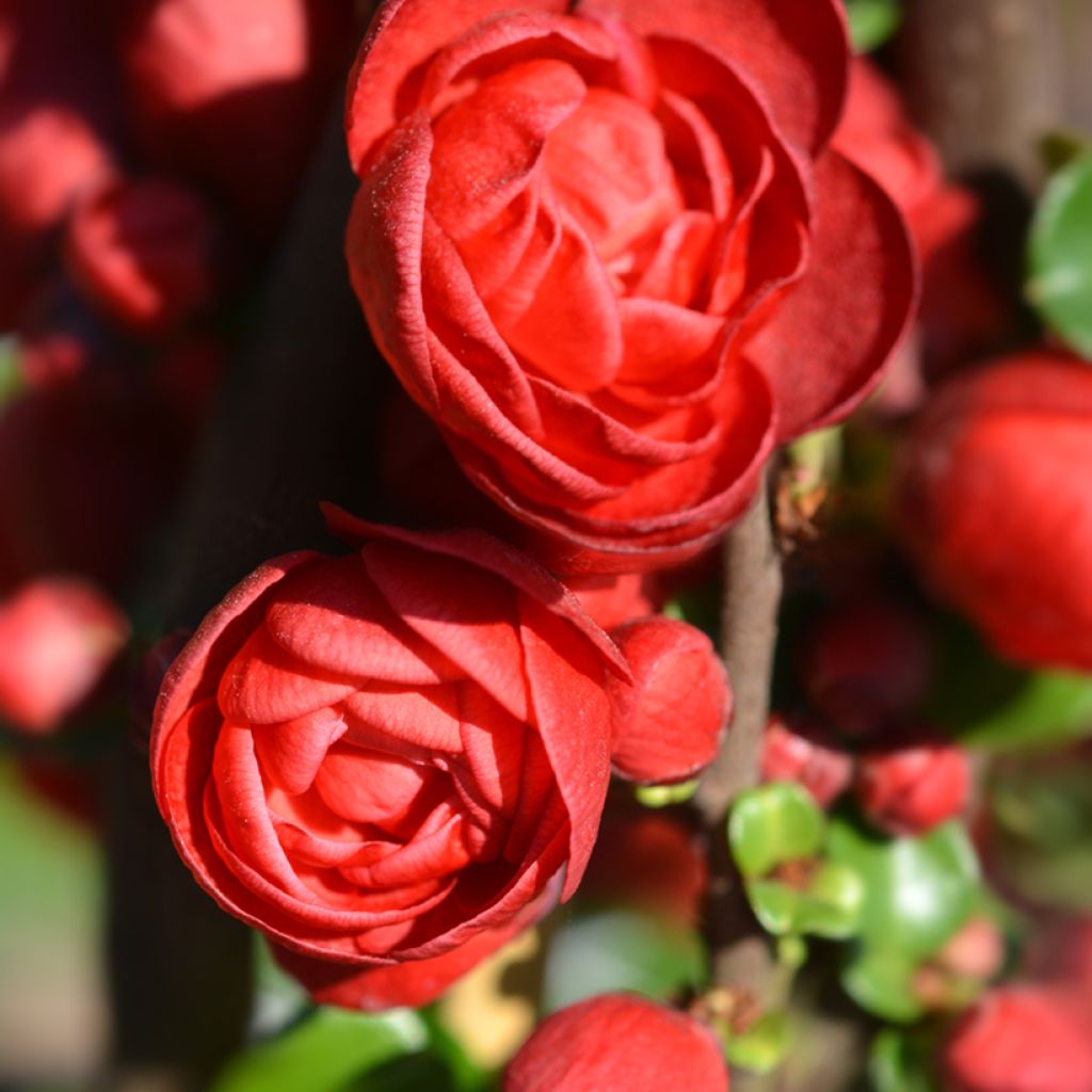 Chaenomeles speciosa Scarlet Storm - Flowering Quince