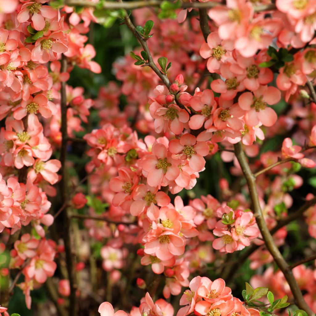 Chaenomeles superba Salmon Horizon - Flowering Quince