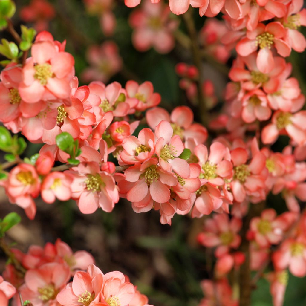 Chaenomeles superba Salmon Horizon - Flowering Quince