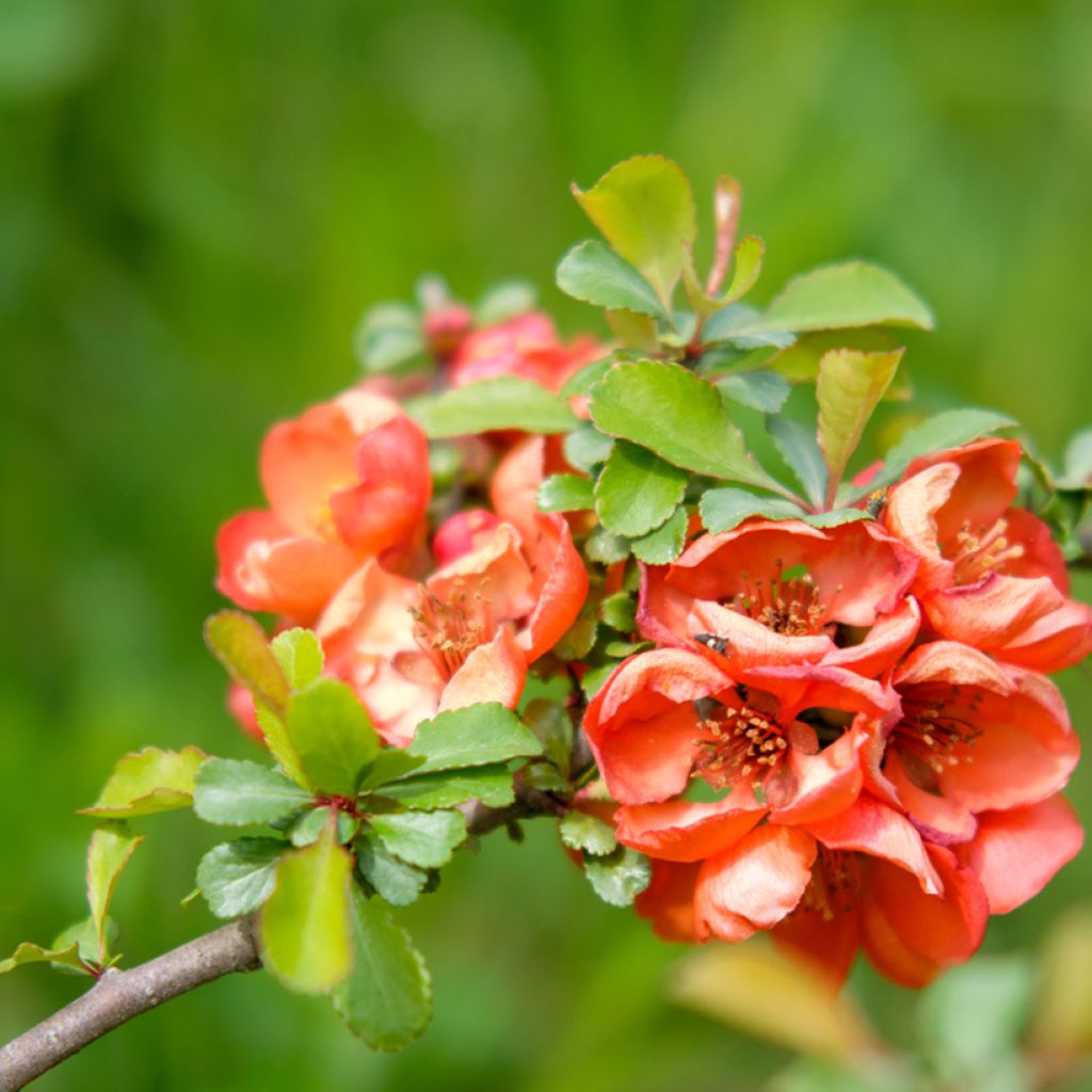 Chaenomeles superba Texas Scarlet - Flowering Quince