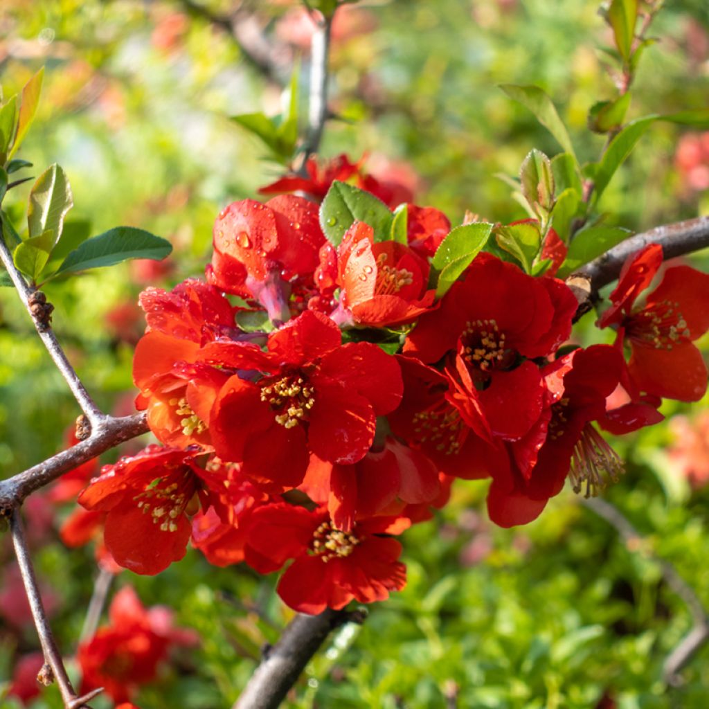 Chaenomeles superba Texas Scarlet - Flowering Quince