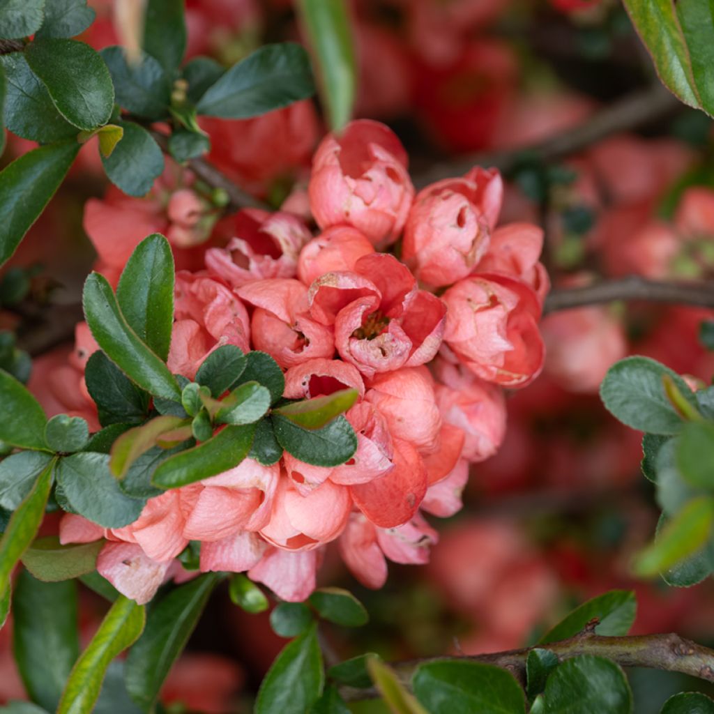 Chaenomeles superba Colour Trail - Flowering Quince