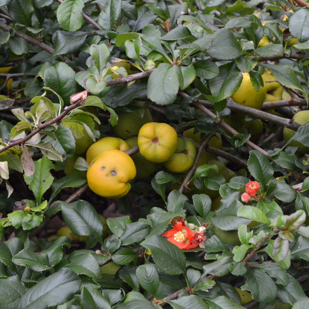 Chaenomeles superba Crimson and Gold - Flowering Quince