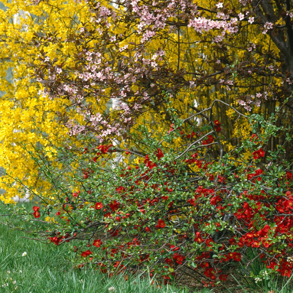 Chaenomeles superba Crimson and Gold - Flowering Quince