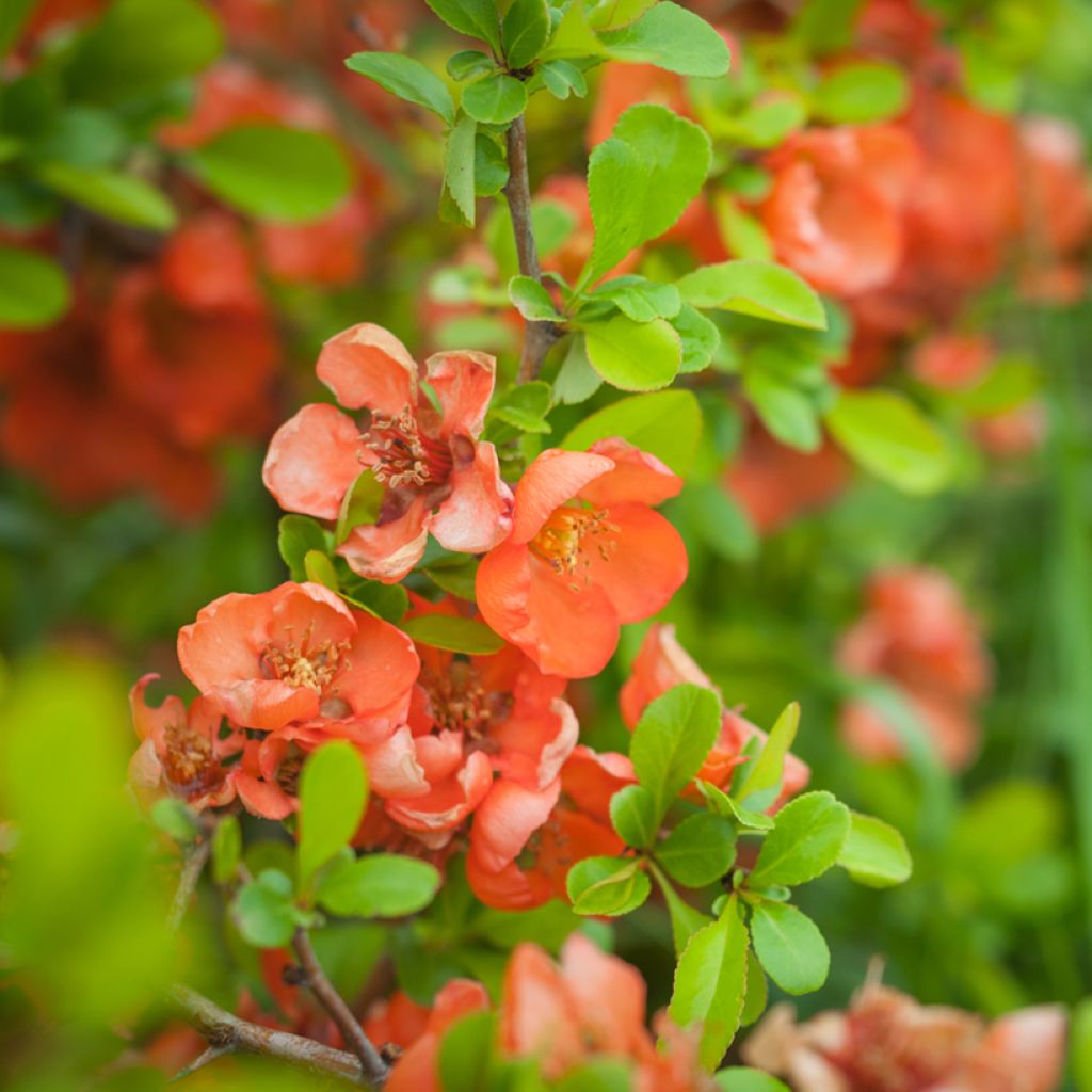 Chaenomeles speciosa Friesdorfer - Flowering Quince