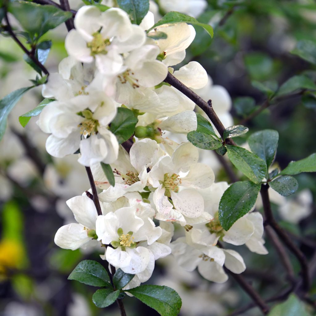 Chaenomeles speciosa Nivalis - Flowering Quince