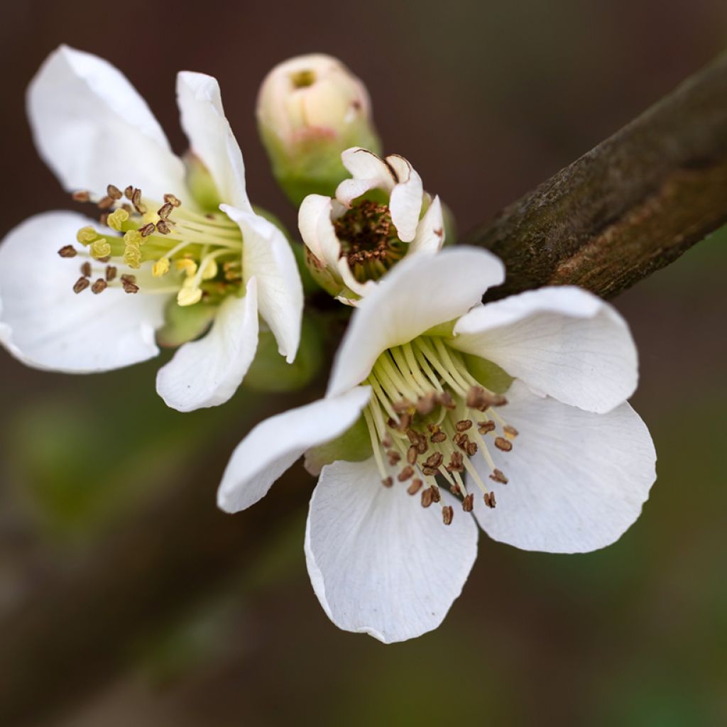 Chaenomeles speciosa Nivalis - Flowering Quince