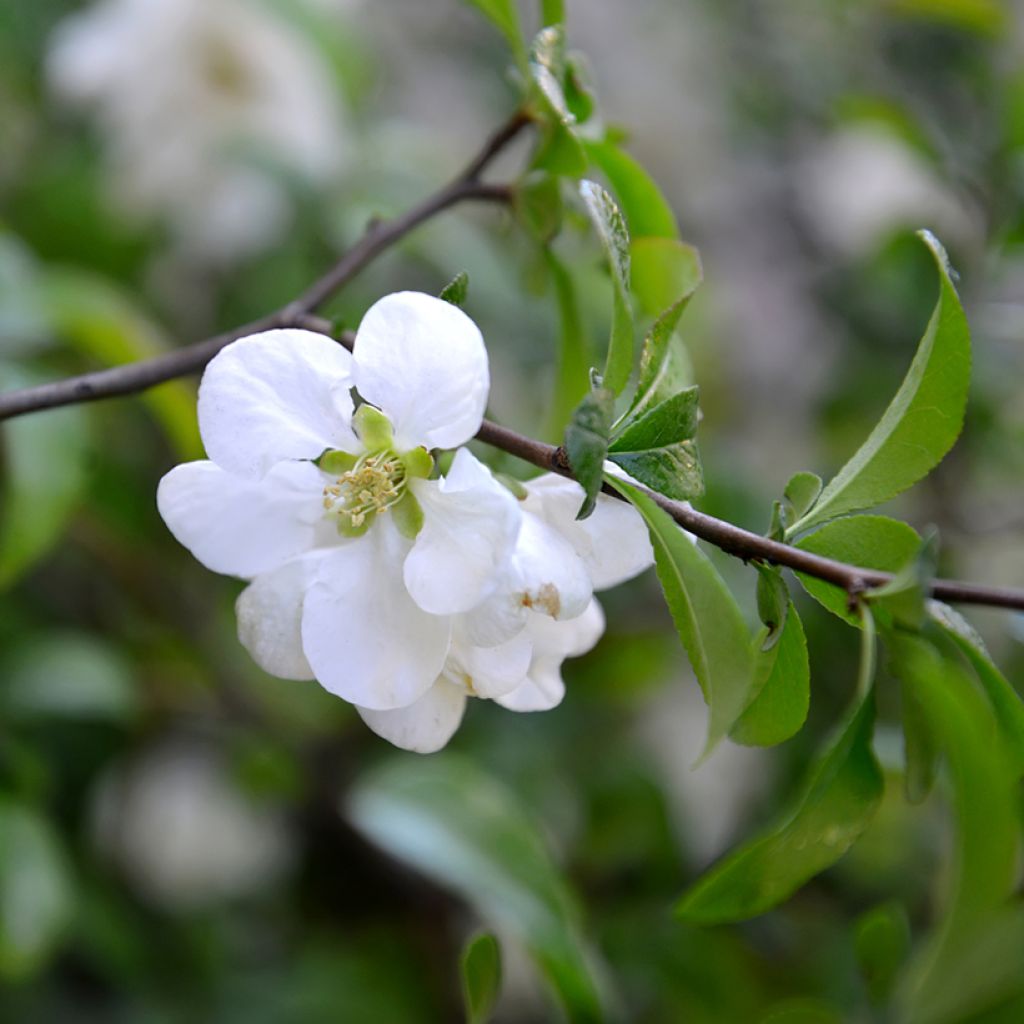 Chaenomeles speciosa Nivalis - Flowering Quince