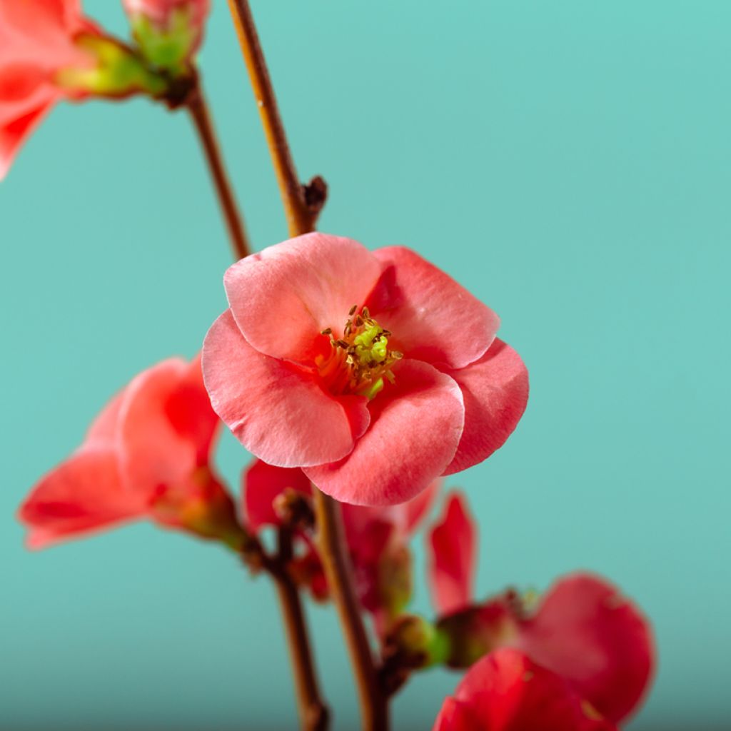 Chaenomeles japonica Sargentii - Flowering Quince