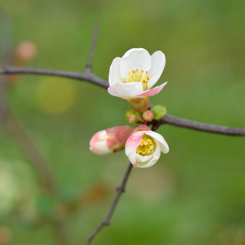 Chaenomeles speciosa Toyo-Nishiki - Flowering Quince