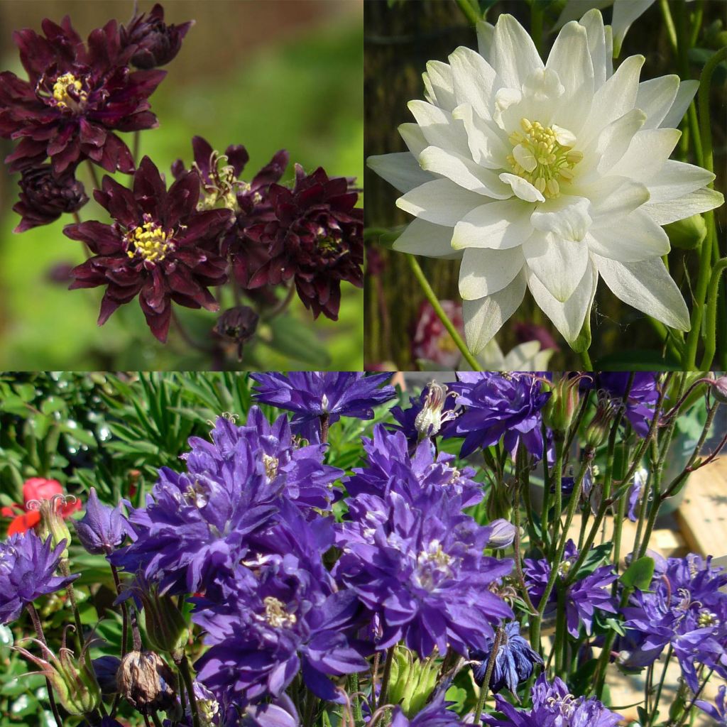 Collection of 3 Clementine Columbines