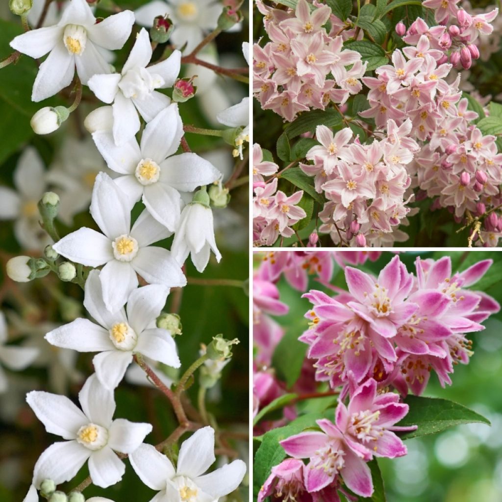 Collection of Deutzis for a flowering shrub bed