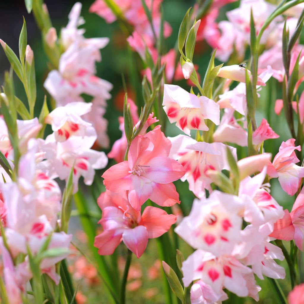 Dwarf Gladiolus Collection