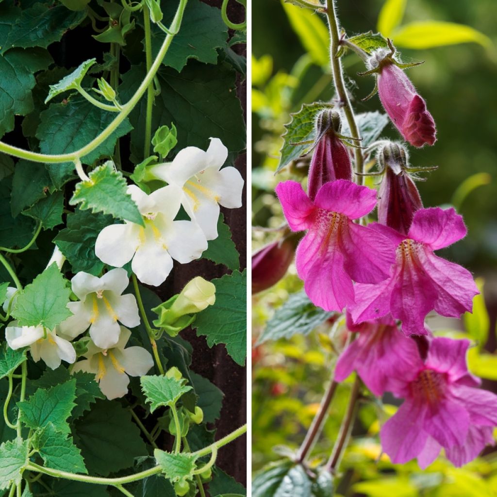 Lofos Collection - Lophospermum scandens