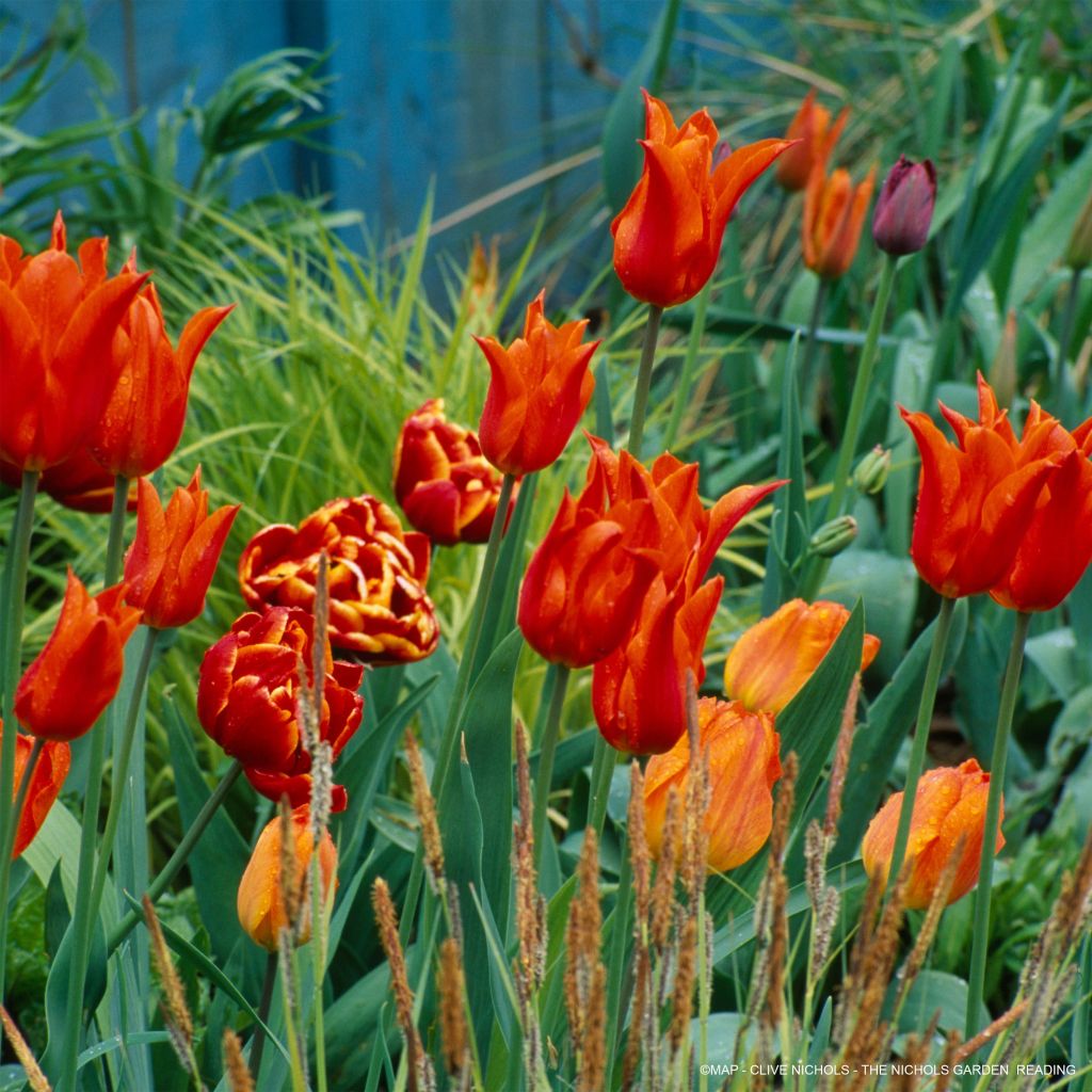 Fragrant Tulip Collection