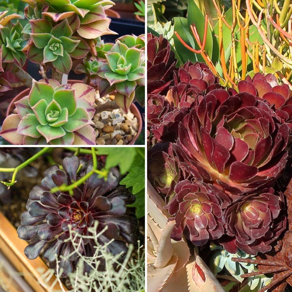 Aeonium Collection