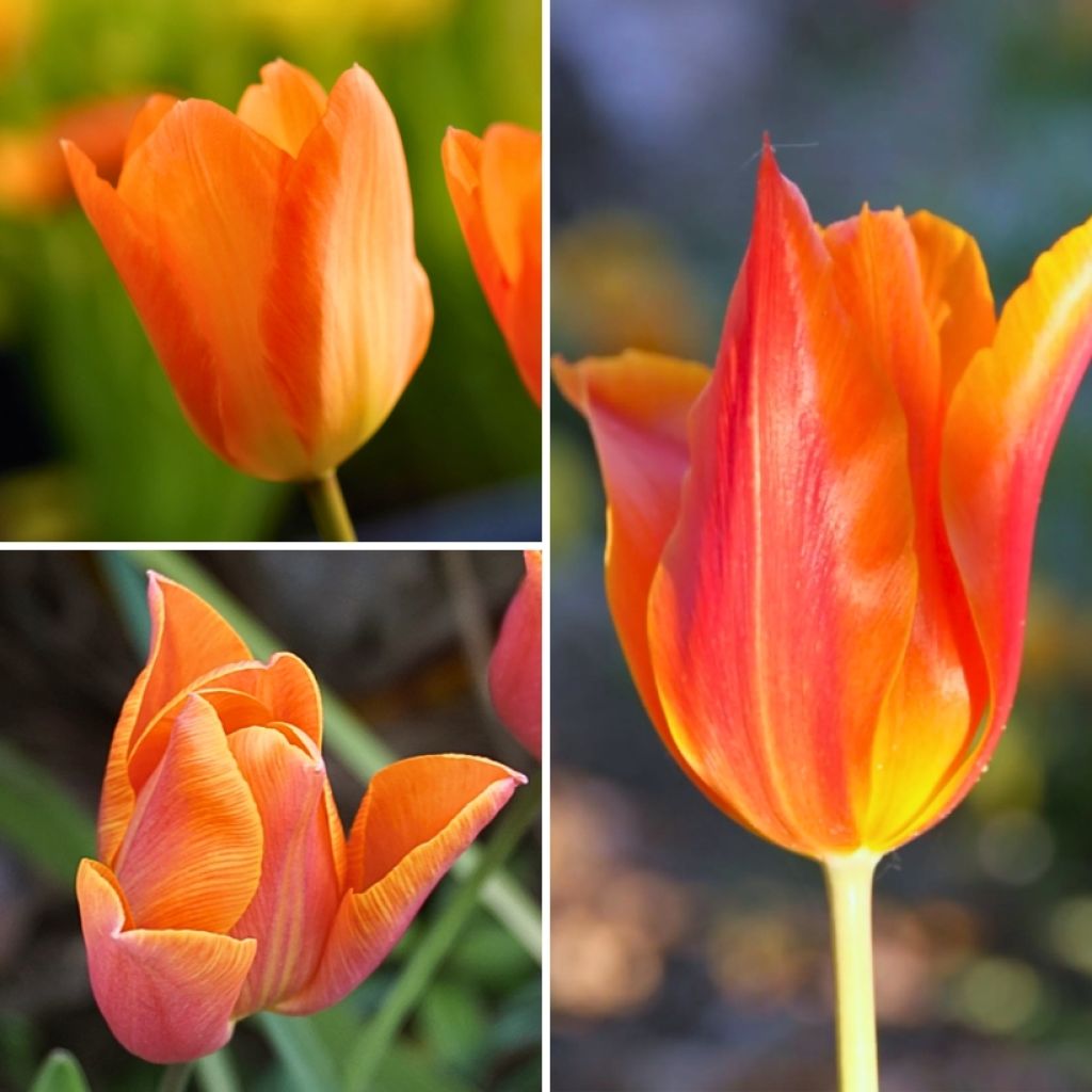 Two Months of Orange Tulips Collection