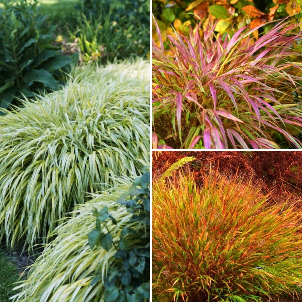 Hakonechloa Collection - Japanese Forest Grass