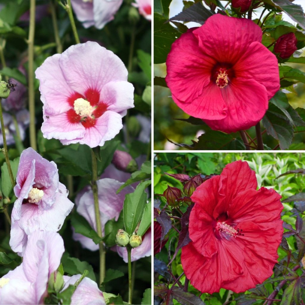 Hibiscus moscheutos Collection