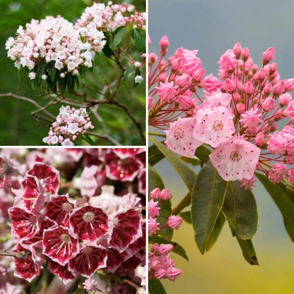 Mountain-laurels Collection - Kalmia