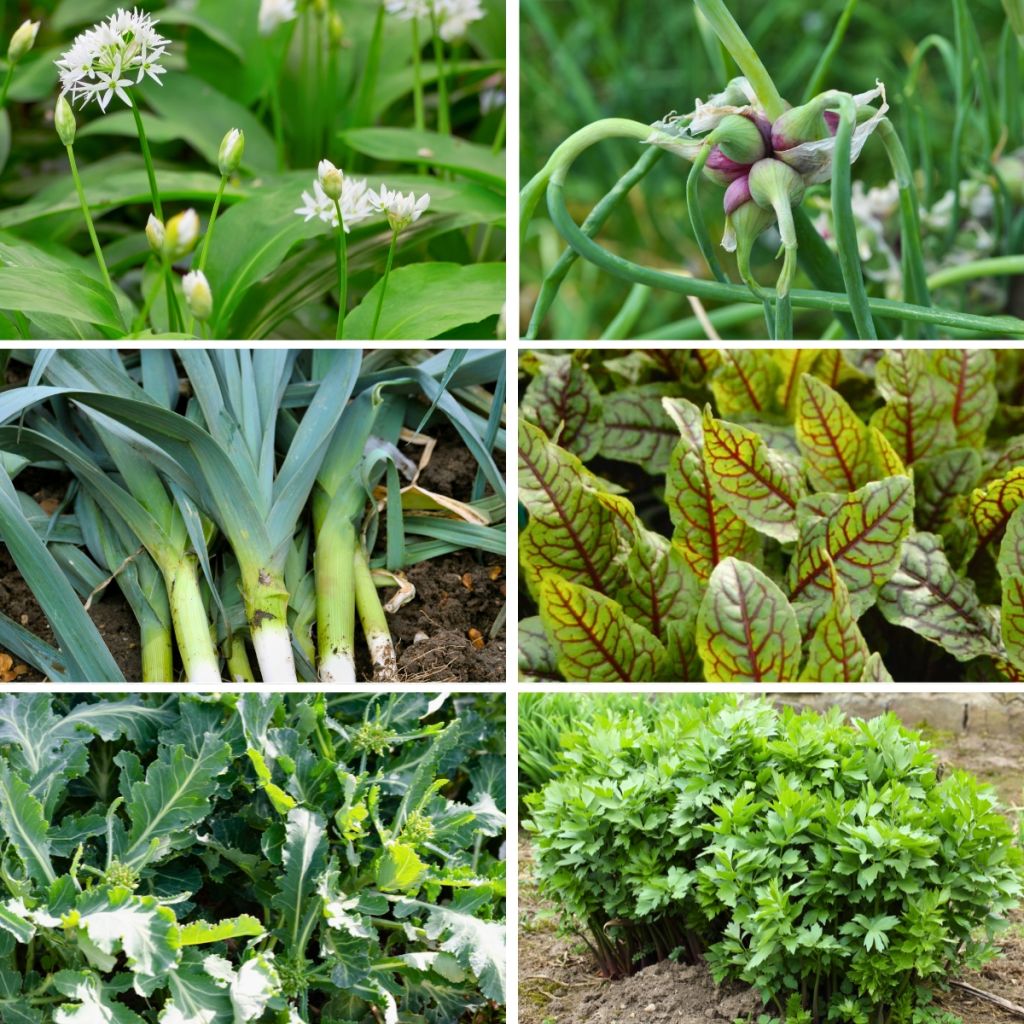 Perennial Vegetable Collection