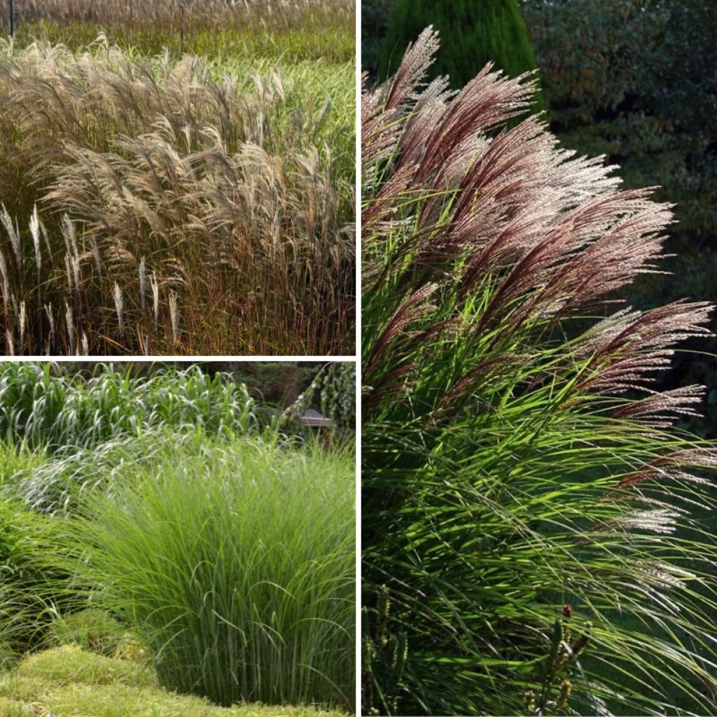 Miscanthus Collection - Silver Grass