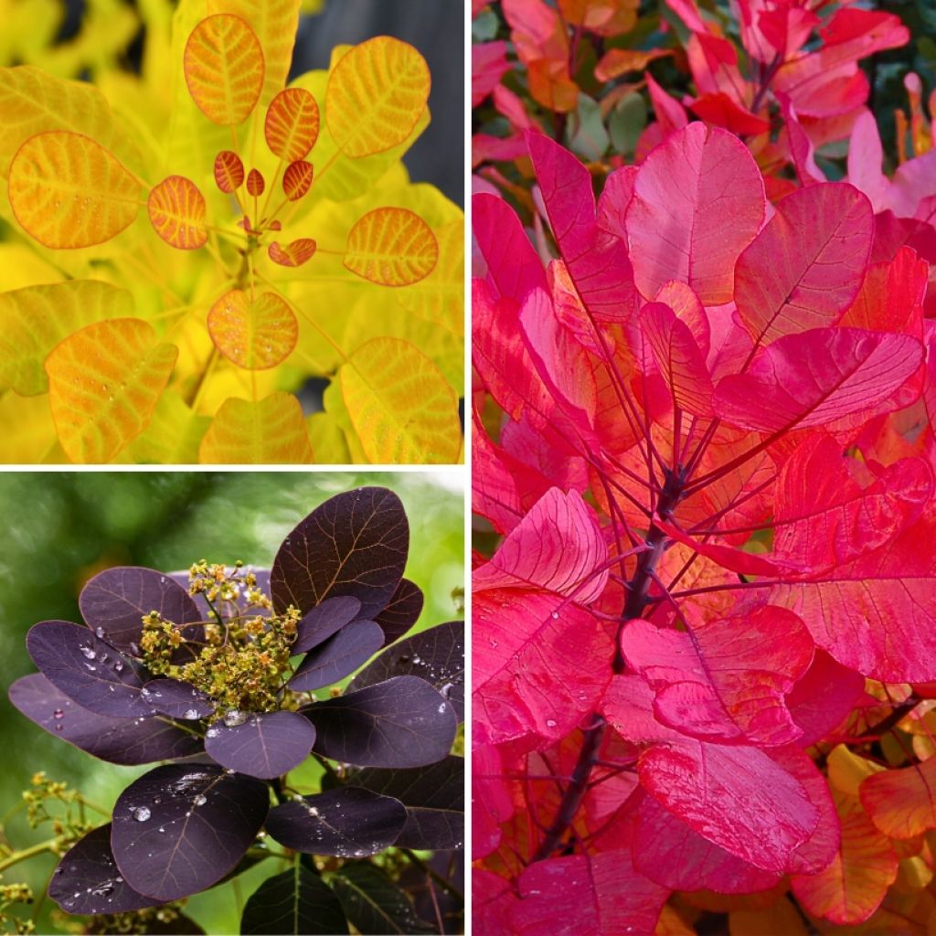 Cotinus coggygria collection with coloured foliage