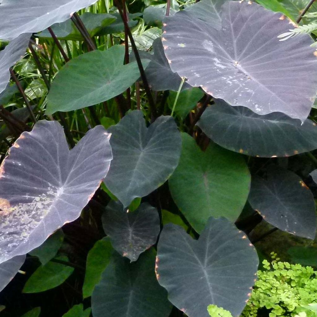 Colocasia Black magic - Oreille d'Eléphant 