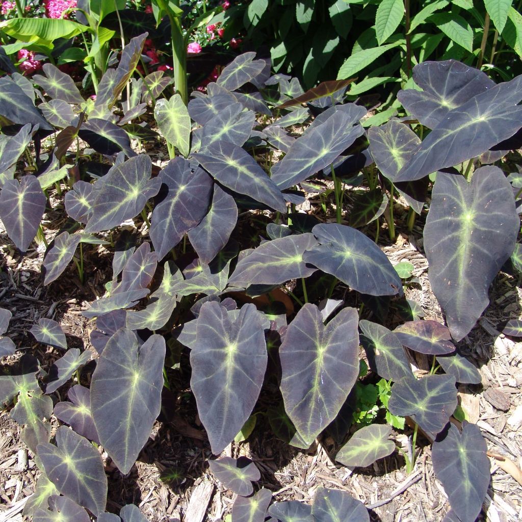 Colocasia Black magic - Oreille d'Eléphant 