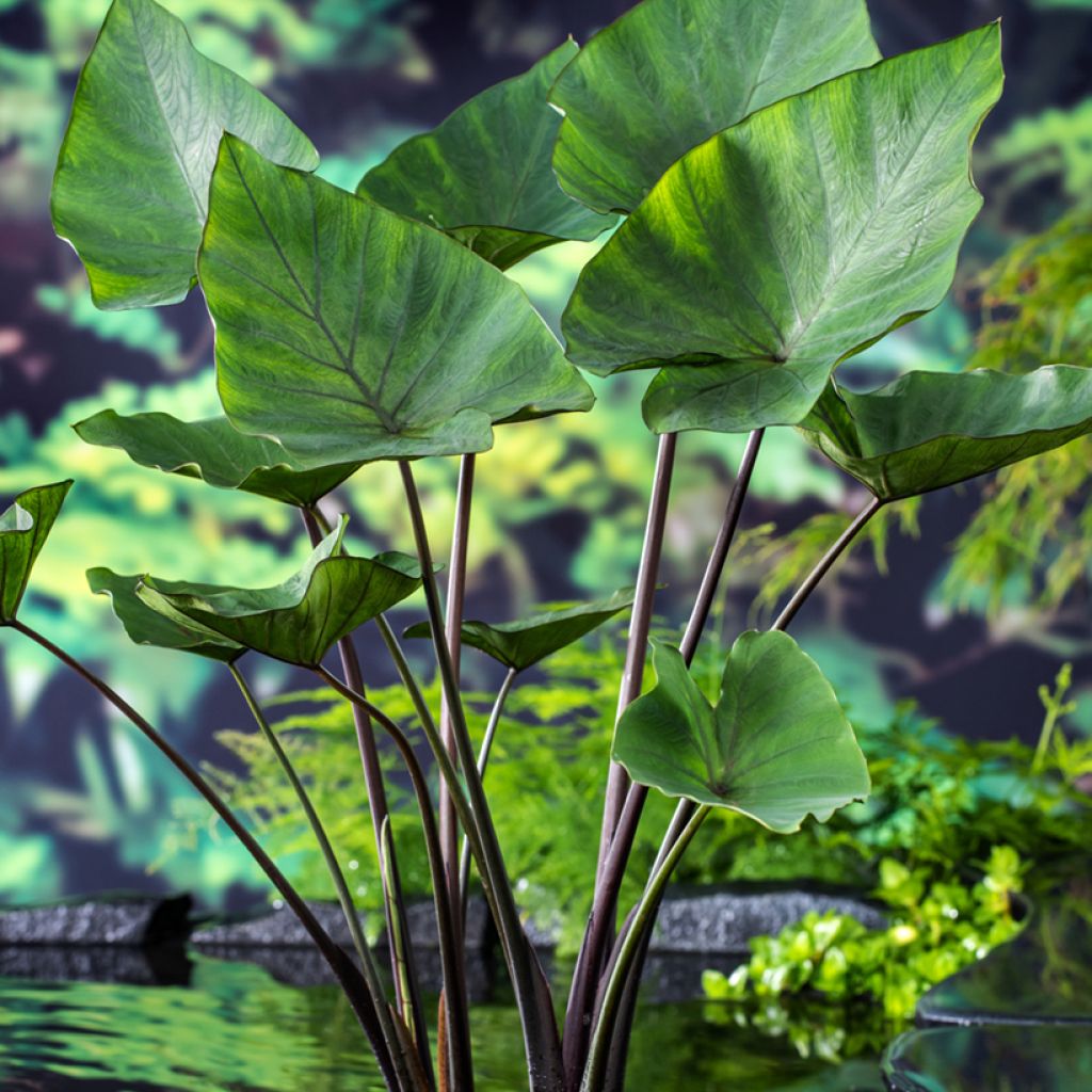 Colocasia esculenta Jack's Giant - Elephant Ears