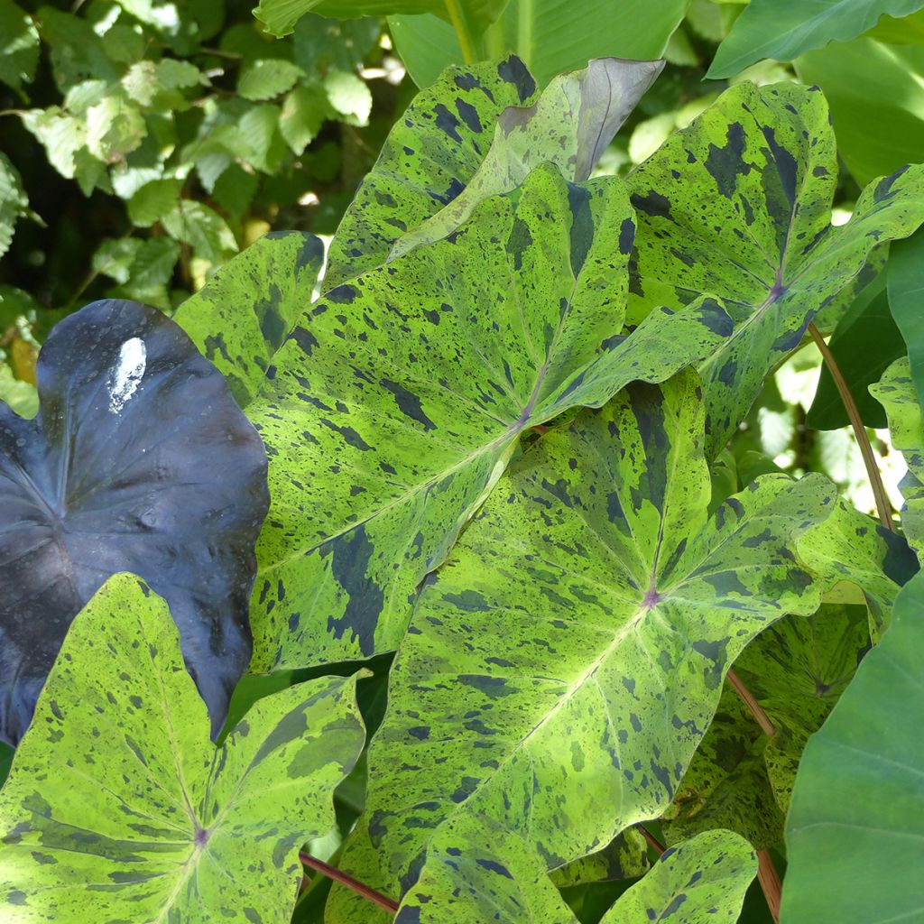 Colocasia esculenta Jack's Giant