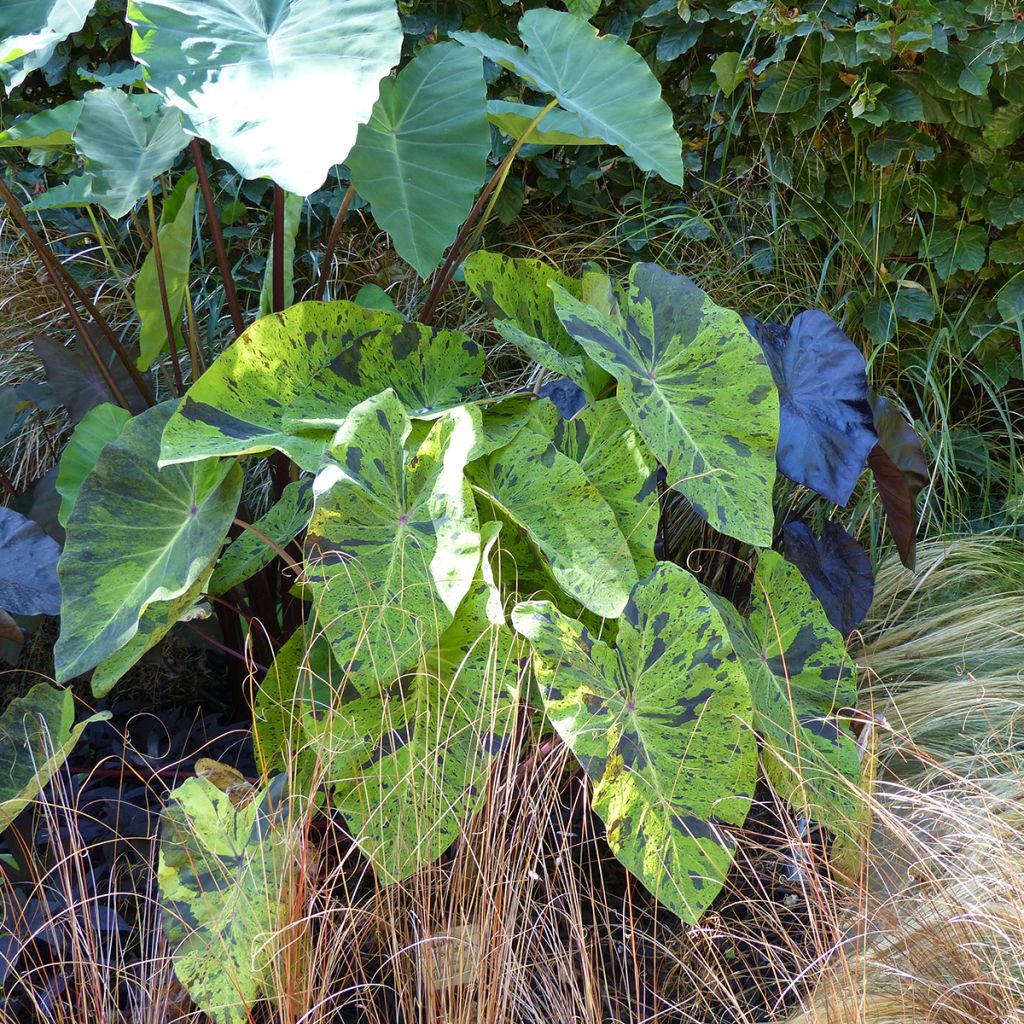 Colocasia esculenta Jack's Giant