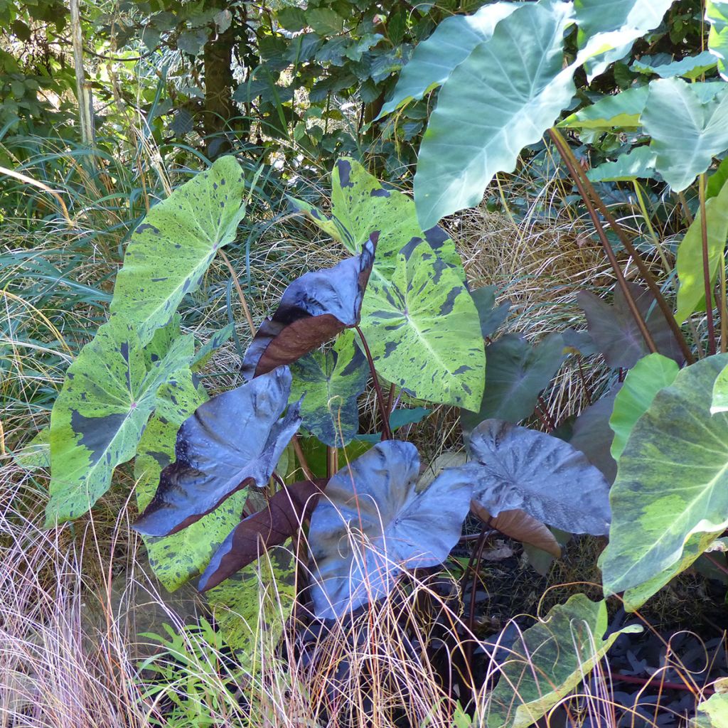 Colocasia esculenta Jack's Giant