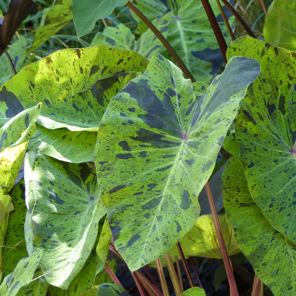 Colocasia esculenta Jack's Giant