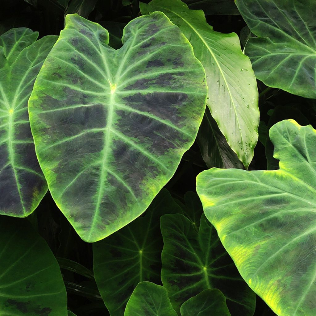 Colocasia esculenta - Taro  