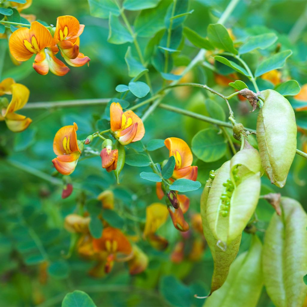 Colutea arborescens