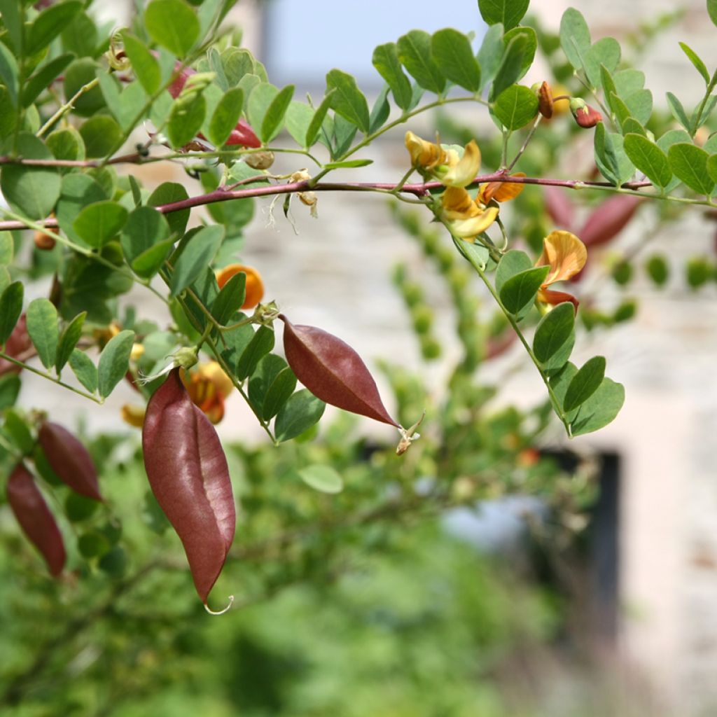 Colutea arborescens