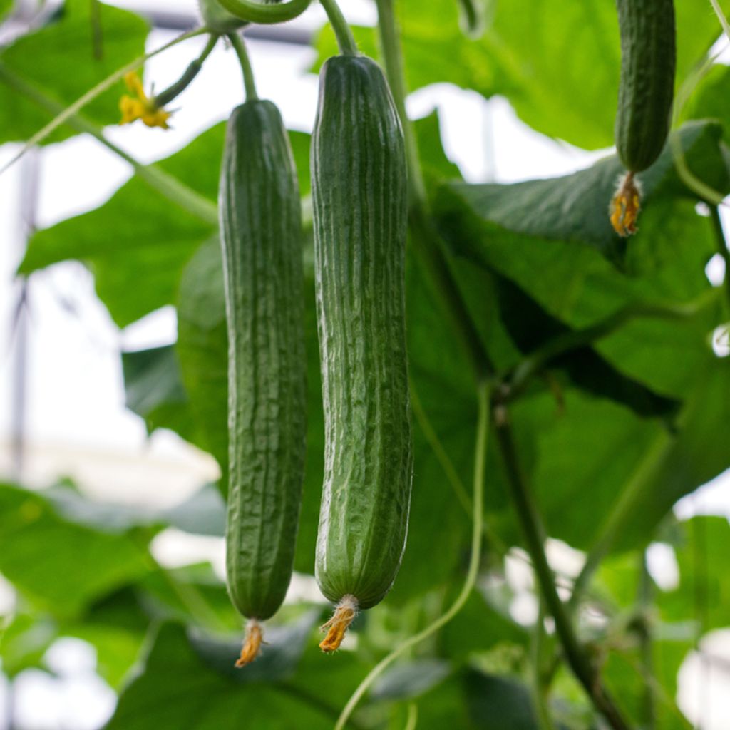 Cucumber Carmen - Cucumis sativus