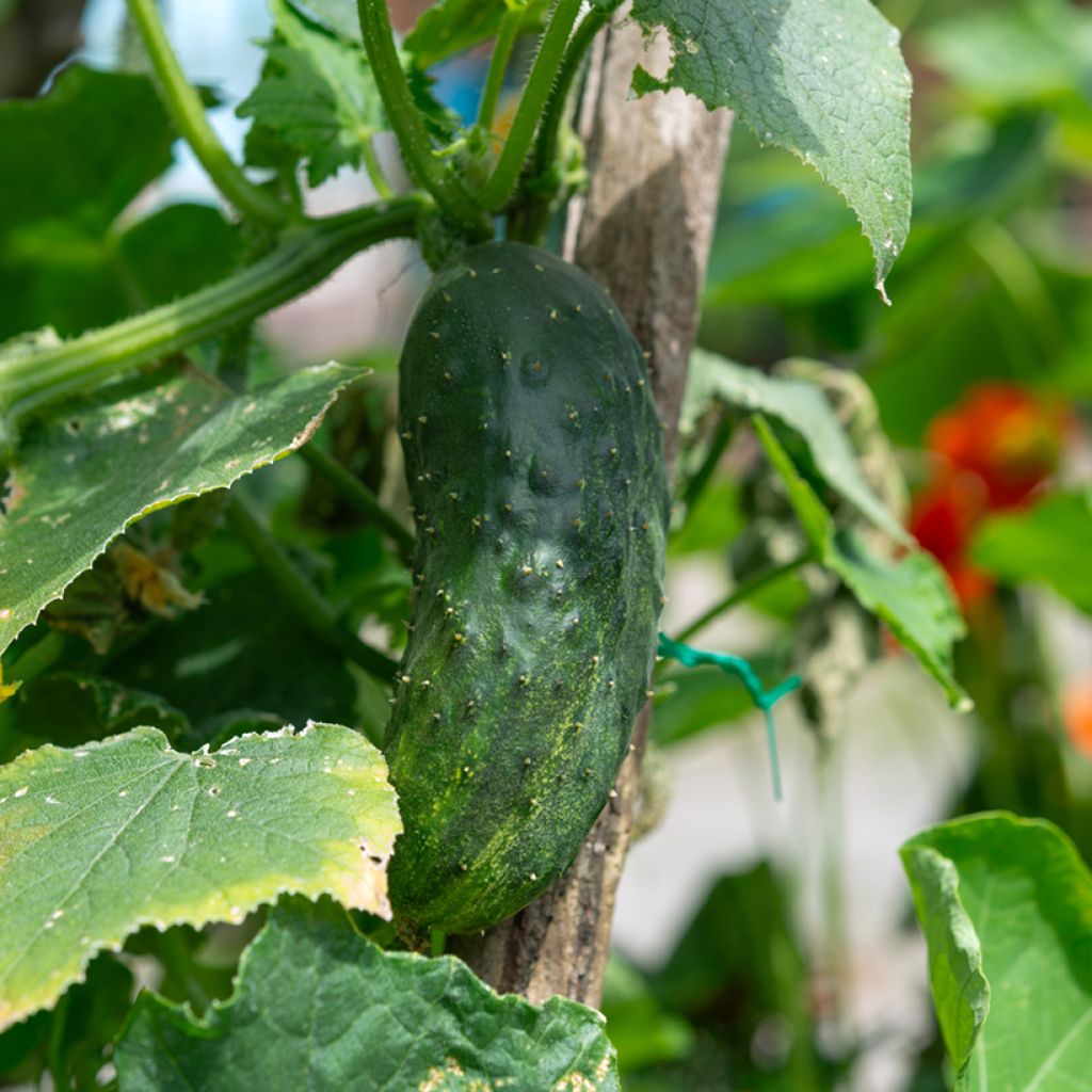 Cucumber Le Généreux - Vilmorin Seeds