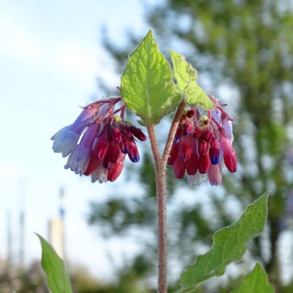 Consoude à grandes fleurs - Symphytum Sky Blue Pink