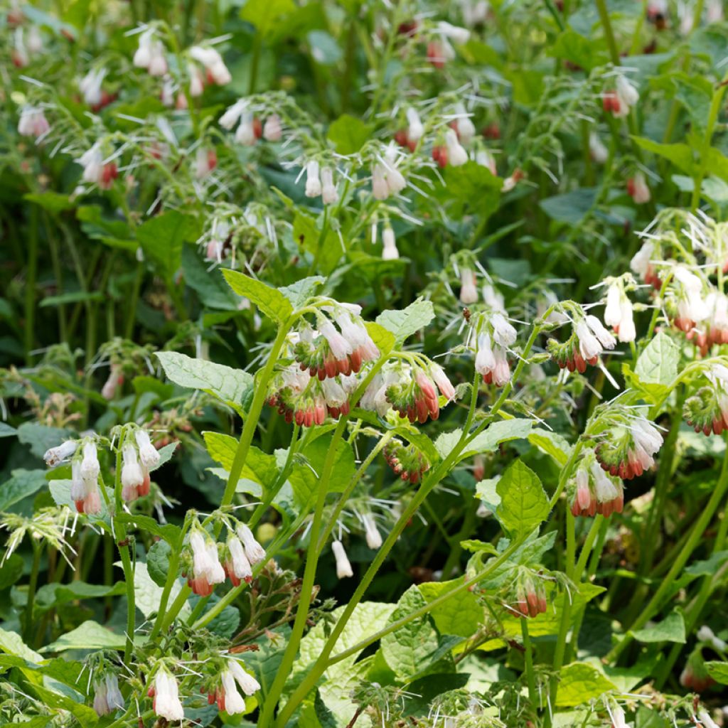 Symphytum grandiflorum - Comfrey