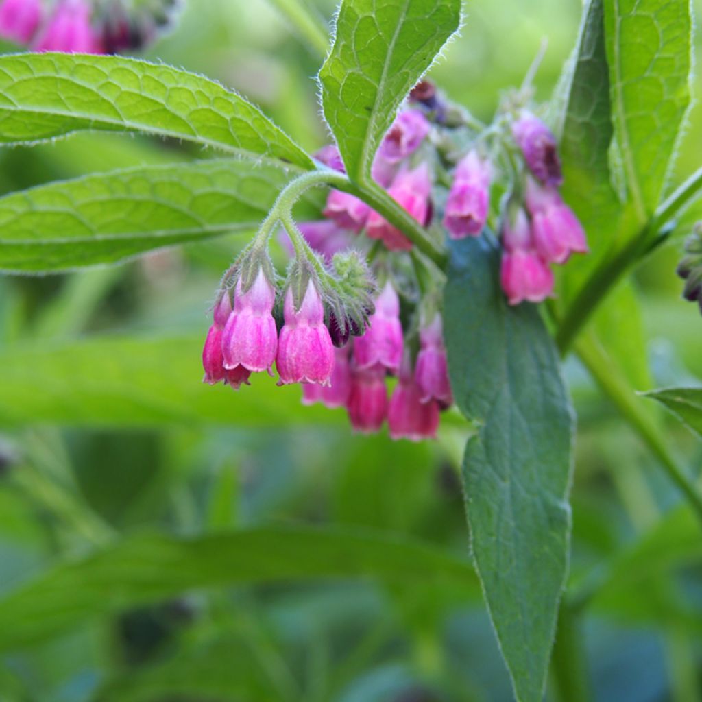 Symphytum rubrum - Red Comfrey