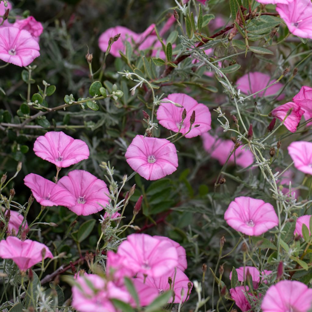 Convolvulus althaeoides