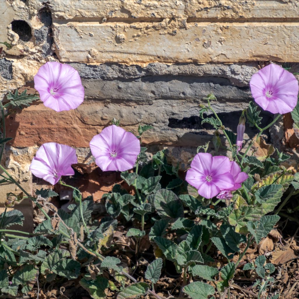 Convolvulus althaeoides