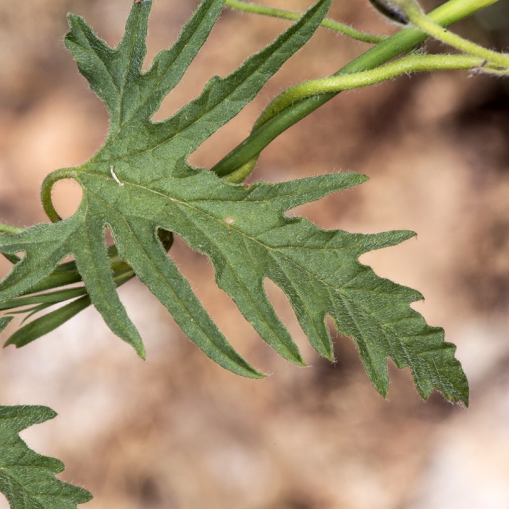 Convolvulus althaeoides